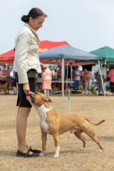 DogsQLD Bushfire Charity Show | Mr Kerry Lee (VIC) | Australian Bred In Group | 23.11.19