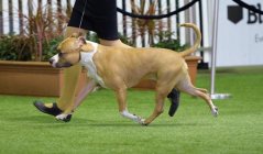 Ekka 2018 - 7mths of age - 4th Show.