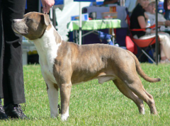 Royal Bathurst Show 2007