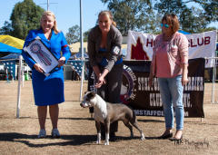 Winning most promising puppy under Mrs M. Jurek-Erenska (Poland - Florida ASTs) 2014