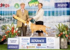 Aust Bred In Group | Advance Pacific International | Judge: Mr Geoff Whitfield (NZ) | 16th September 2022