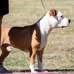 Beaudesert Show Society - 2023